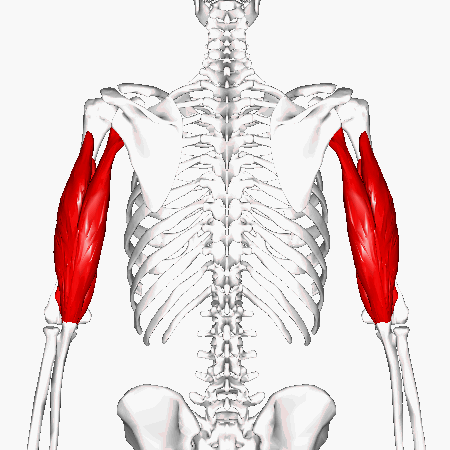 Mięsień trójgłowy ramienia – budowa i funkcje