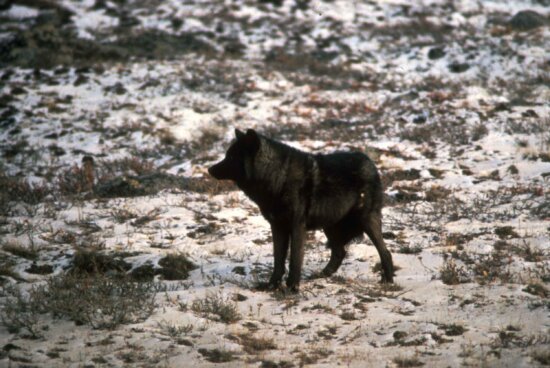 Czy w Polsce są czarne wilki? Gdzie występuje czarny wilk?
