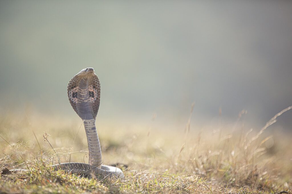Czy Kobra indyjska (okularnik) jest jadowita? Opis i zachowanie